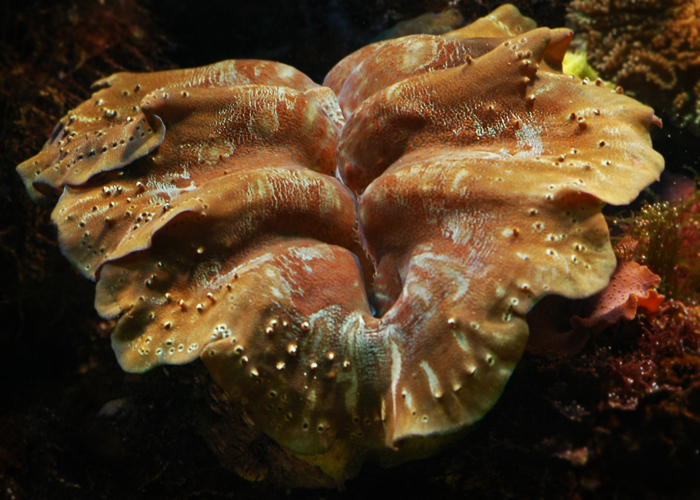 Tridacna gigas.jpg