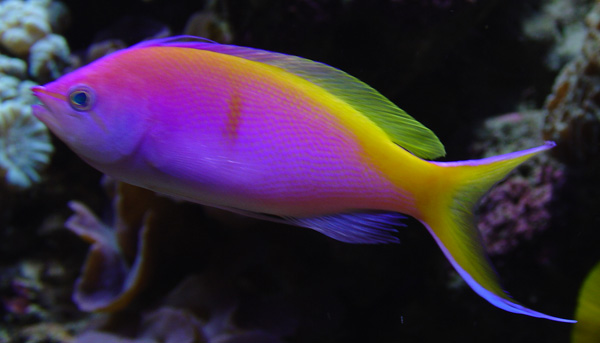 Pseudanthias bartelettorum01.jpg