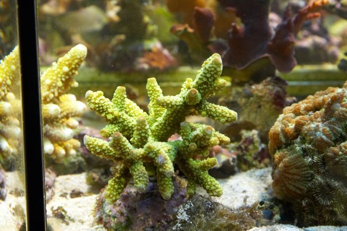 Acropora.14.jpg