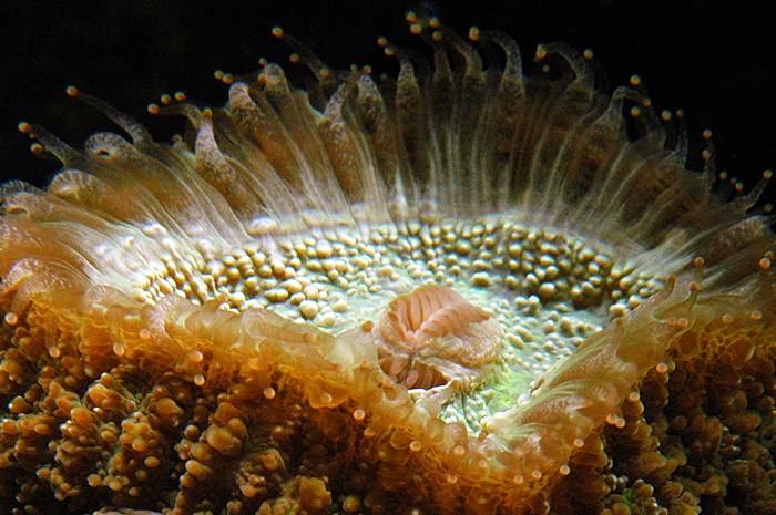 Lobophyllia1.jpg