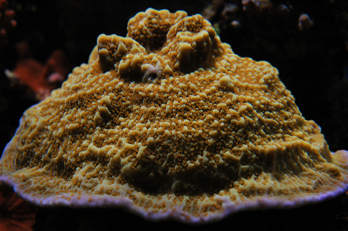 Montipora undata.jpg