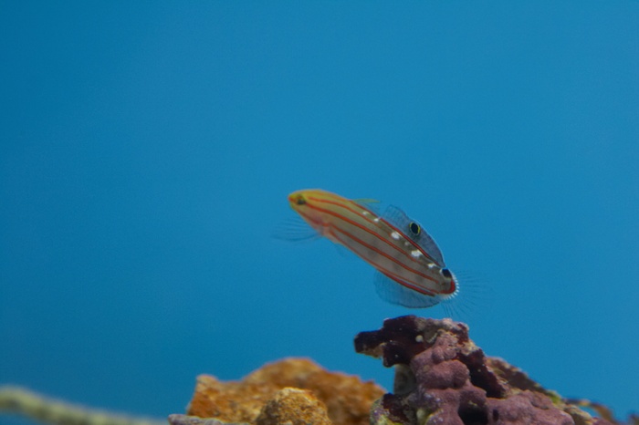 Amblygobius rainfordi.jpg