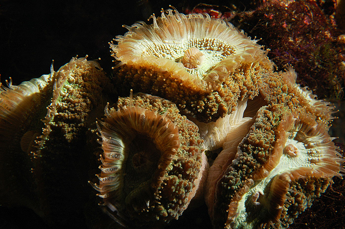 Lobophyllia.jpg