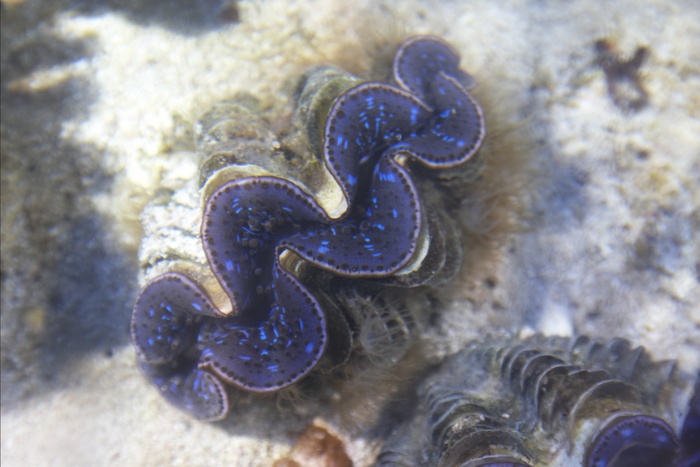 Tridacna.Maxima.9.jpg