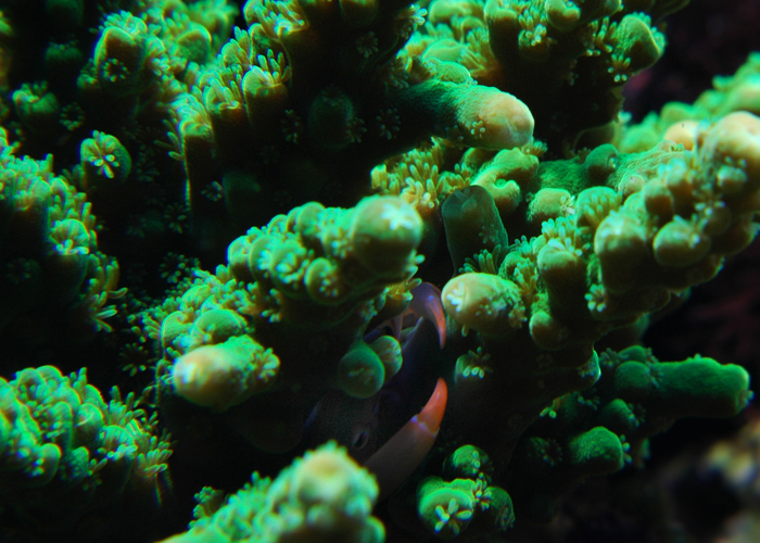 Koral krabbe1.jpg