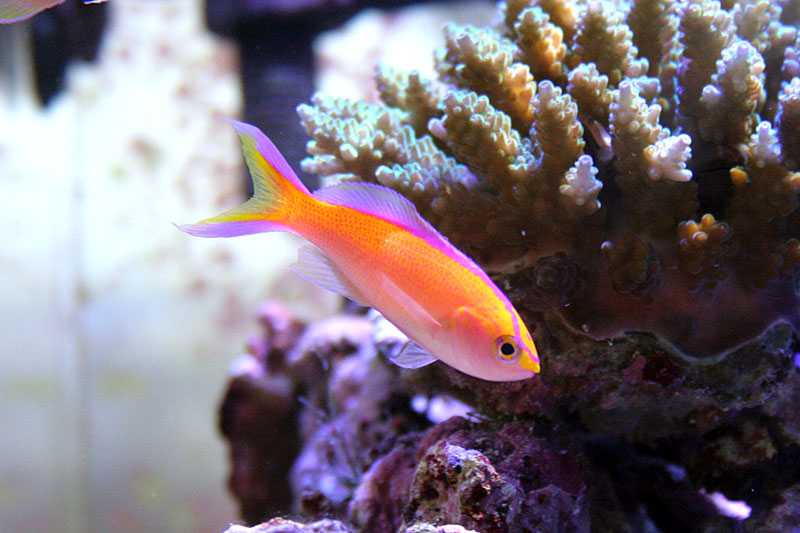 Pseudanthias parvirostris.jpg