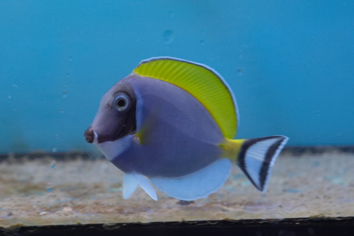 Acanthurus leucosternon.2.jpg