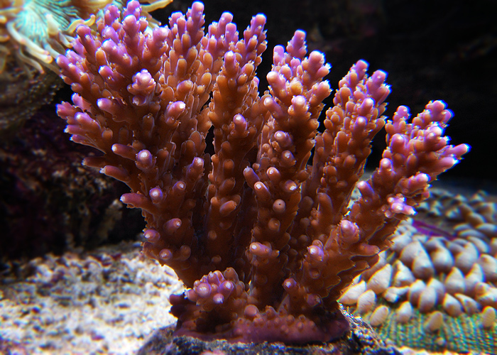 Acropora valida.jpg