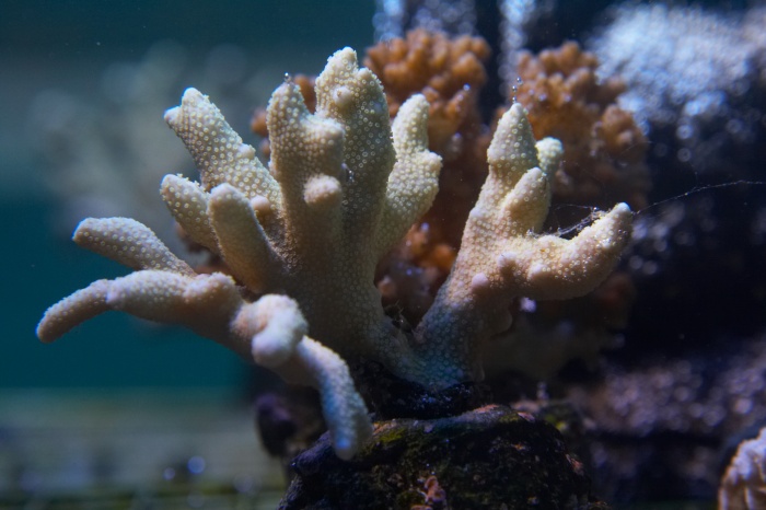 Montipora.11.jpg