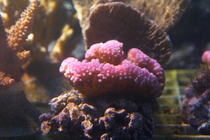 Pocillopora damicornis.jpg