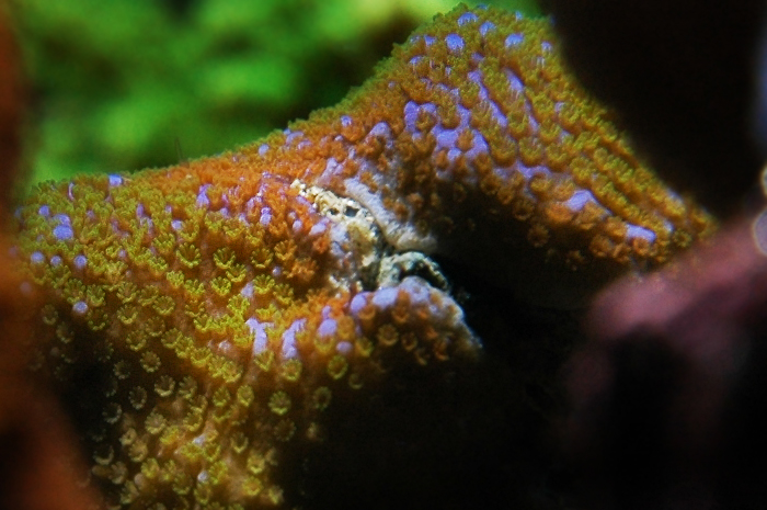 Joekill rainbow montipora1.jpg