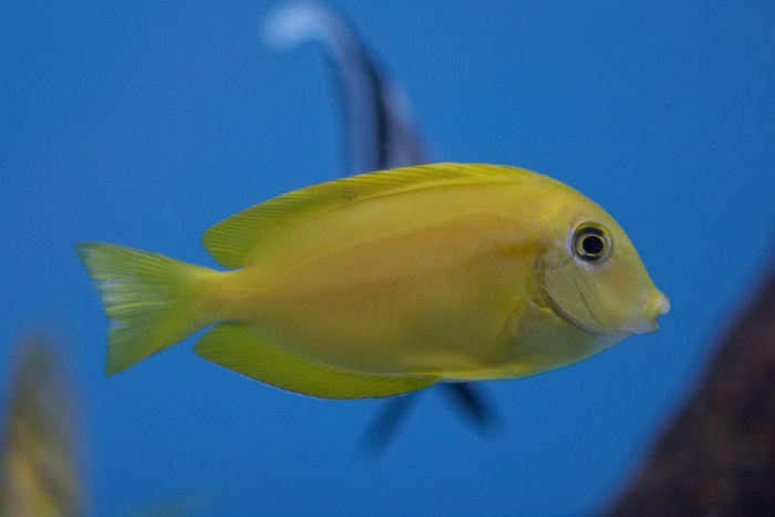 Acanthurus olivaceus.5.jpg