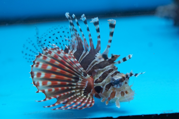 Pterois volitans.3.jpg