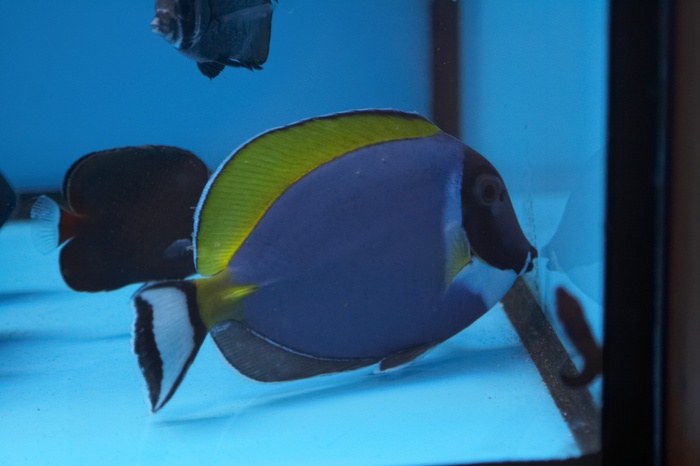 Acanthurus leucosternon.7.jpg