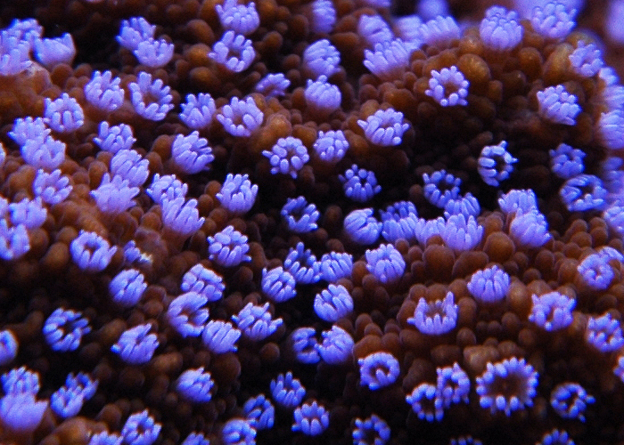 Montipora danae1.jpg