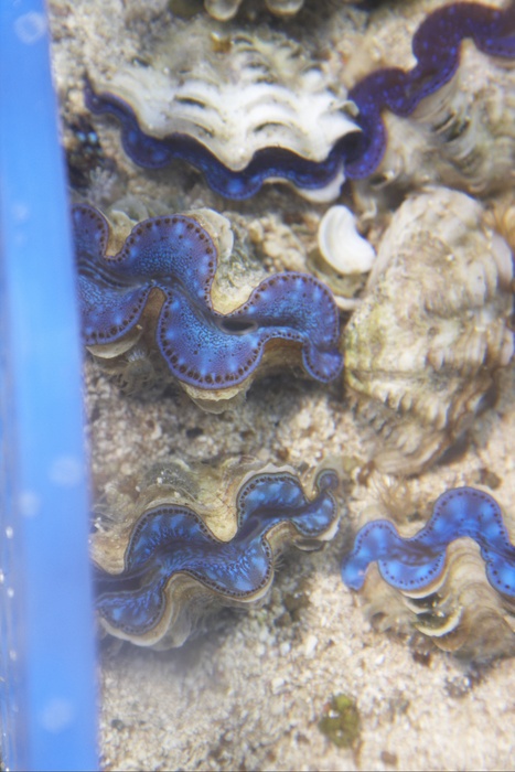 Tridacna.Maxima.5.jpg