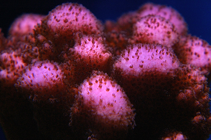 Pocillopora verrucosa1.jpg