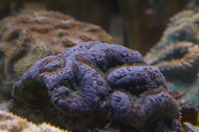 Lobophyllia.10.jpg