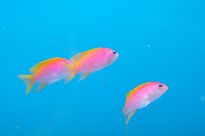 Pseudanthias.sp.1.jpg