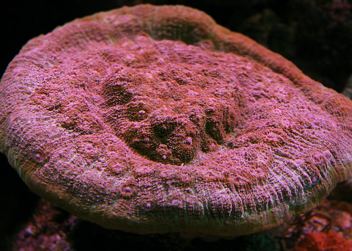 Echinopora1.jpg