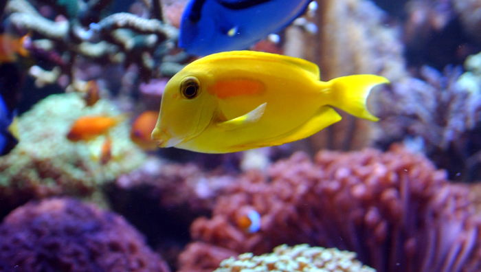 Acanthurus olivaceus celia.JPG