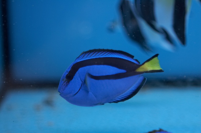 Paracanthurus hepatus.6.jpg