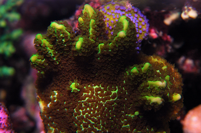 Montipora confusa.jpg