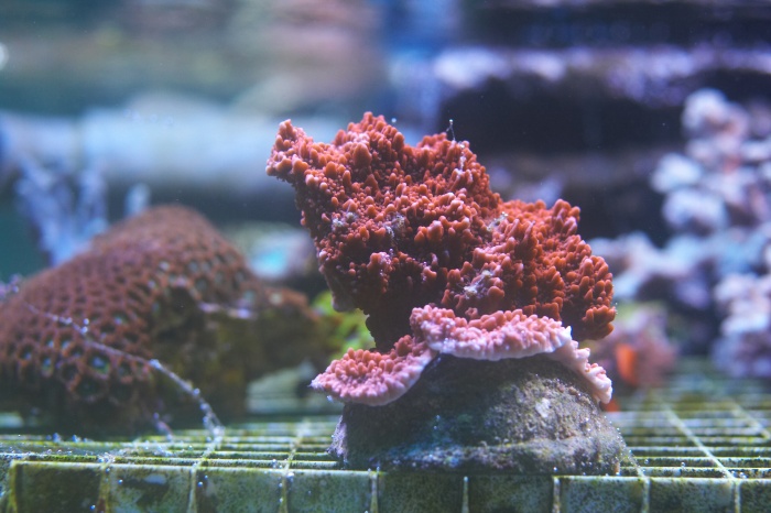 Montipora.10.jpg