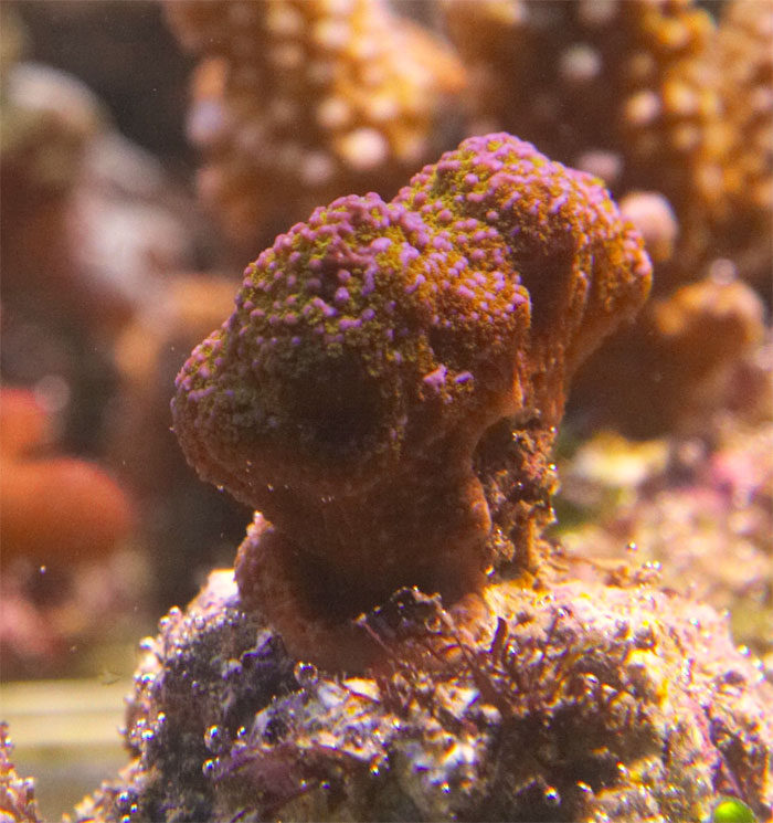 Montipora.22.jpg