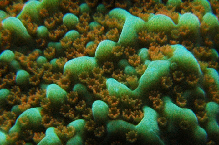 Montipora undata2.jpg