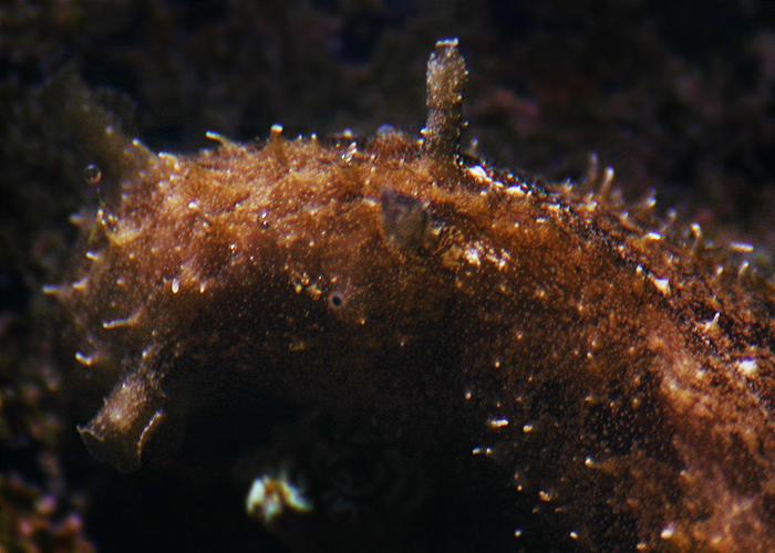 Dolabella auricularia2.jpg