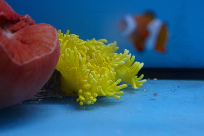 Fil:Farvet anemone.jpg