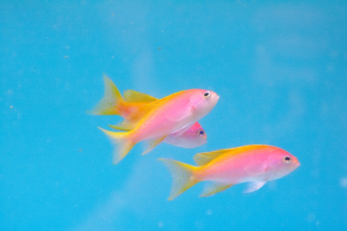 Pseudanthias.sp.2.jpg