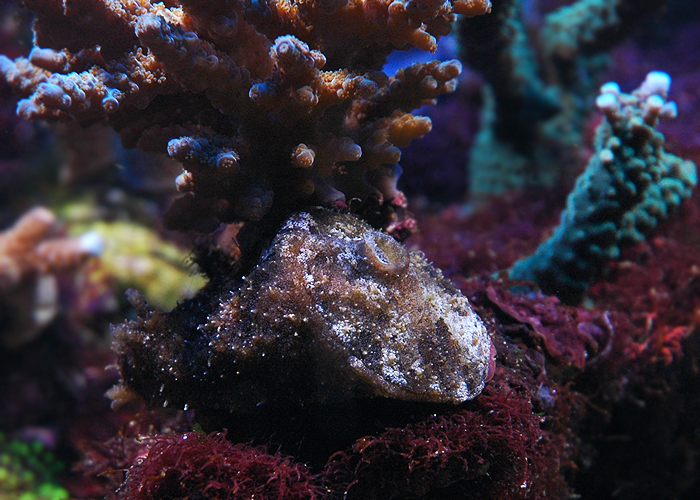 Dolabella auricularia.jpg