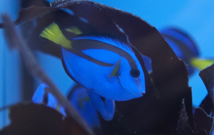 Paracanthurus hepatus.jpg