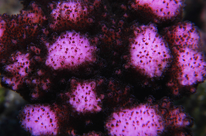 Fil:Pocillopora verrucosa2.jpg