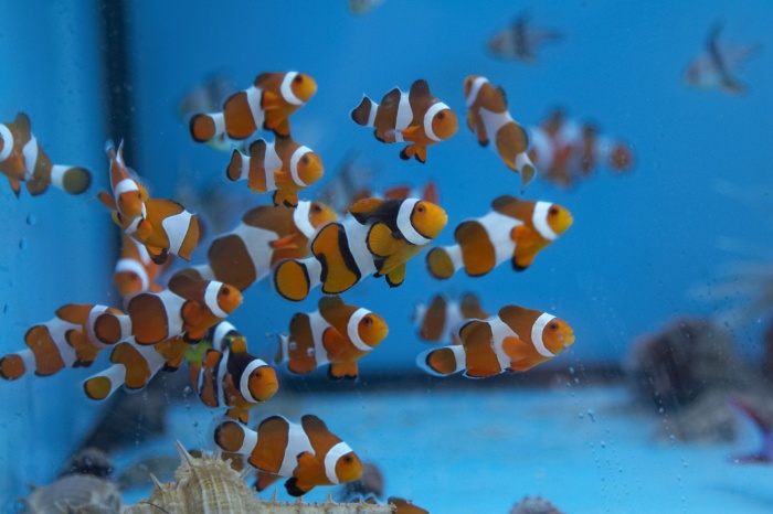 Amphiprion ocellaris.jpg