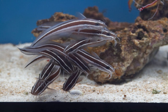 Plotosus lineatus.jpg