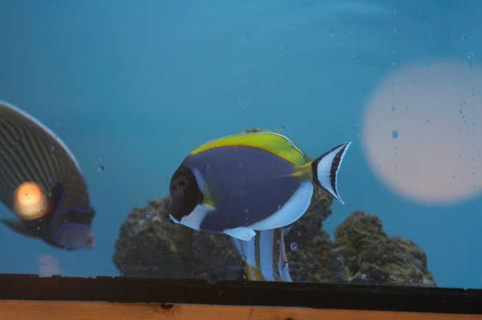 Acanthurus leucosternon.jpg