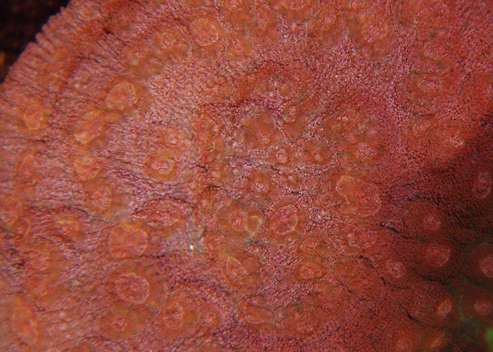 Fil:Echinopora3.jpg
