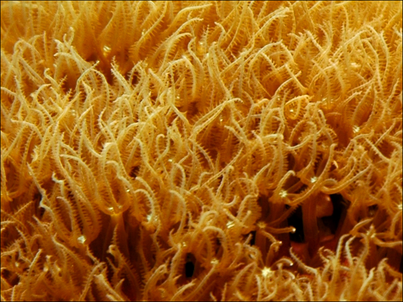 Fil:Pachyclavularia1-joekill.jpg