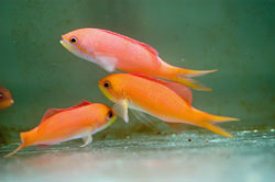 Pseudanthias dispar02.jpg