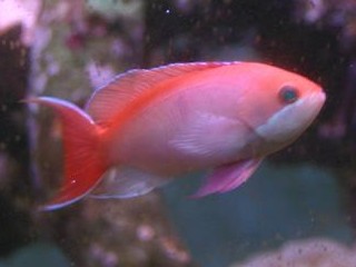 Pseudanthias cooperi.jpg