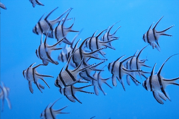 Fil:Pterapogon kauderni.jpg