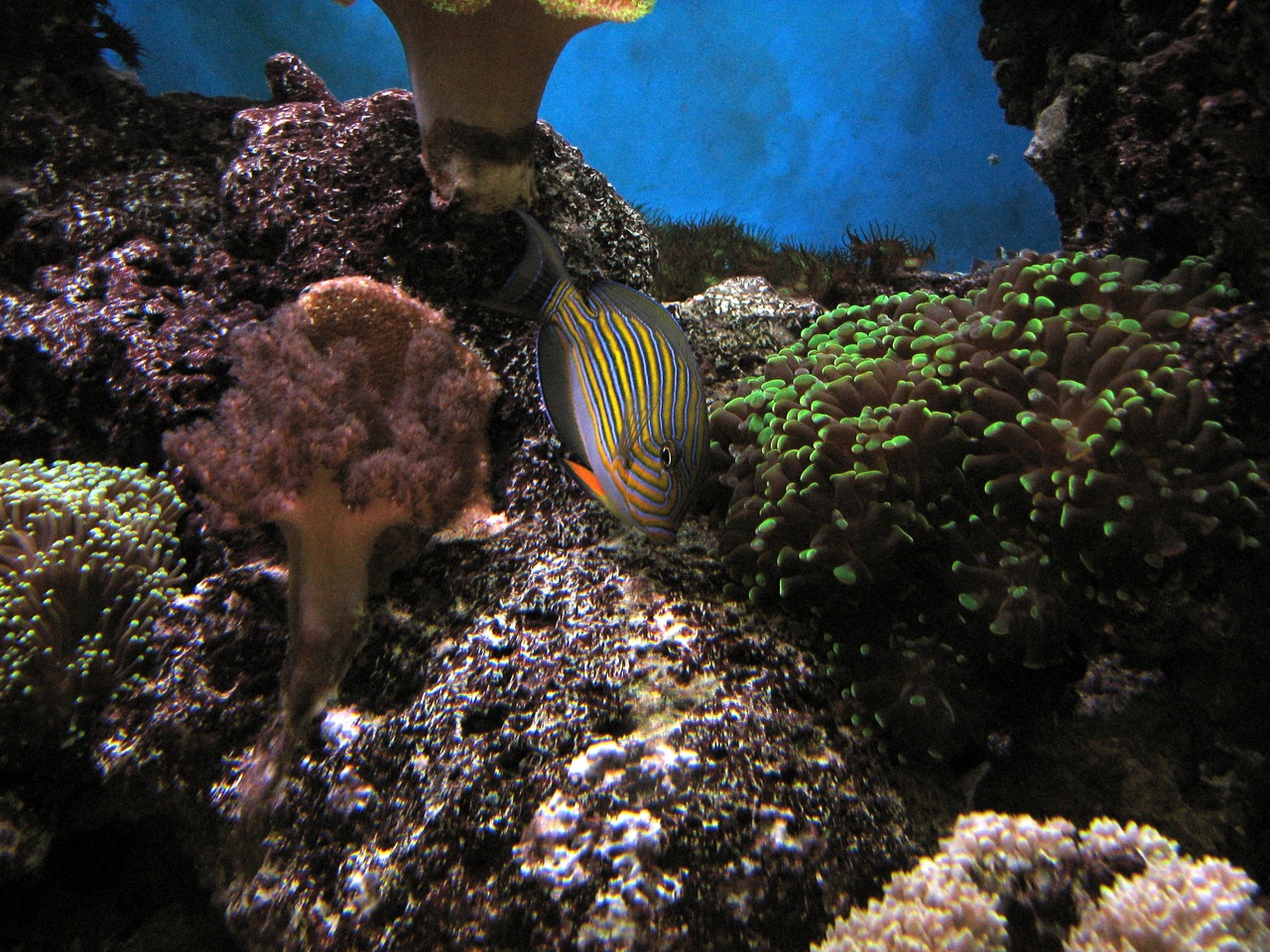 Acanthurus lineatus1.JPG