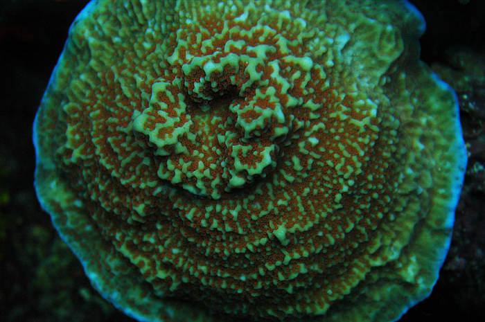 Montipora undata1.jpg