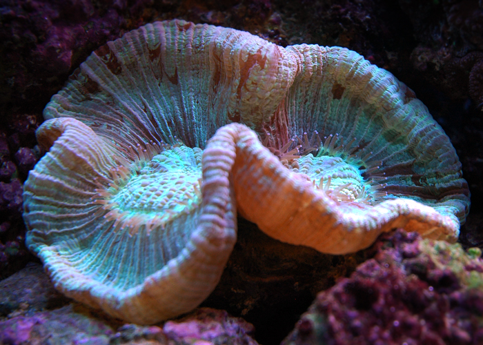 Trachyphyllia1.jpg