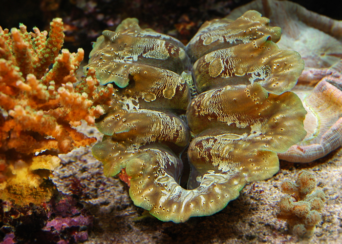 Tridacna gigas1.jpg