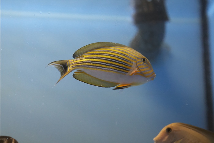 Acanthurus lineatus.jpg