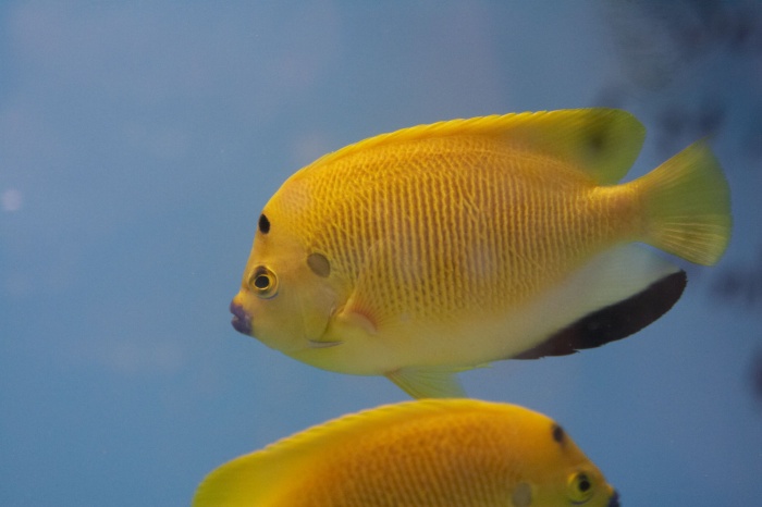 Apolemichthys trimaculatus.2.jpg